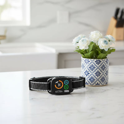 Collie anti aboiement chien 2M indispensable