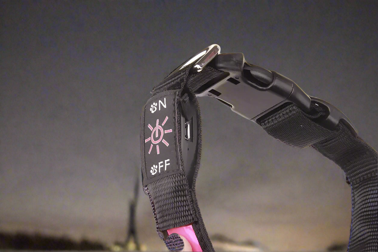 Collier lumineux pour chien Lumy USB - Chien en balade