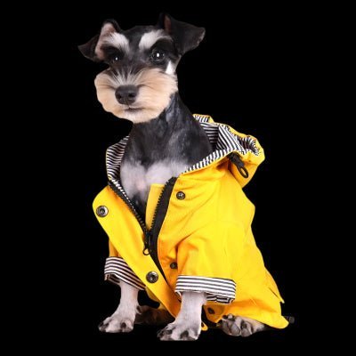 Impermeable pour chien matelot devant Chien en balade