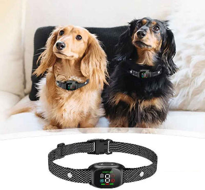 Collier anti aboiement| C.A.A.™touts chien- Chien en balade