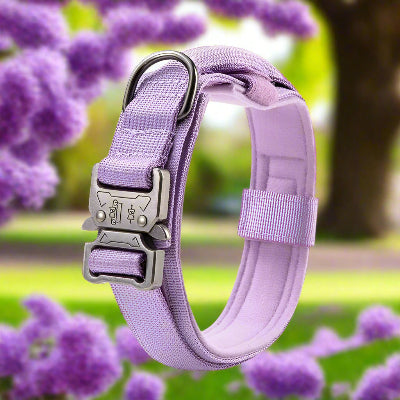 Collier chien tactique militaire chic lilas- Chien en balade