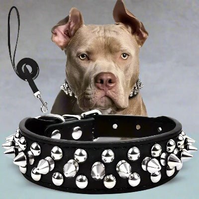 Collier cuir chien | Duo collier laisse rivetsâą - Chien en balade