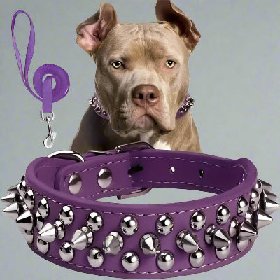 collier cuir chien |duo laisse collier rivets violet- Chien en balade
