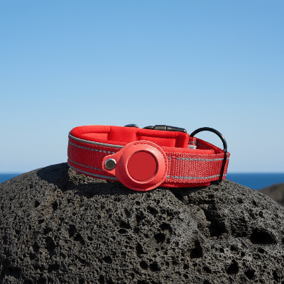 Collier GPS chien |Tagâą - Chien en balade