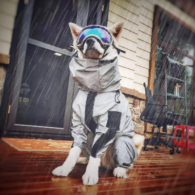 Combinaison imperméable pour chien| CIC⹠avec lunette- Chien en balade