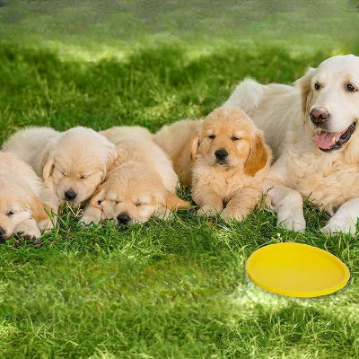 Frisbee-FlyDogâą-Jaune-Chien en balade