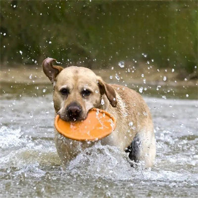 Frisbee-FlyDogâą-Orange-gros-chien- Chien en balade