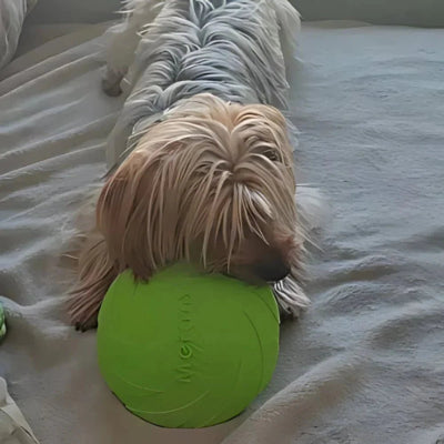 Frisbee-FlyDogâą-Vert-Chien en balade