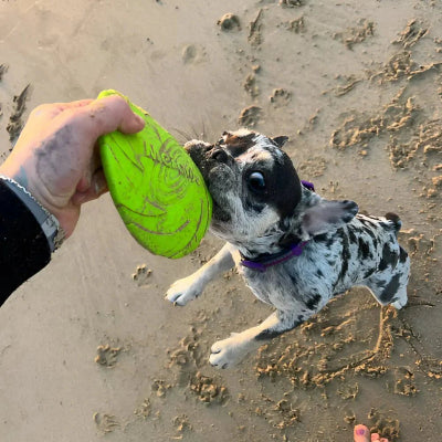 Frisbee-FlyDogâą-Vert-Chien en balade