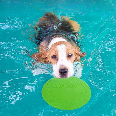 Frisbee-FlyDogâą-Vert-Chien en balade