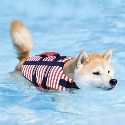 Gilet de sauvetage pour chien - Chien en balade