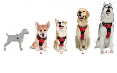 Harnais chien| Coloss taille -Chien en balade