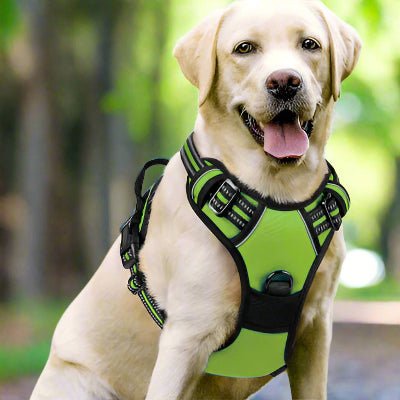 Harnais chien| Coloss™ Sécurité maximale et confort optimal - Chien en balade