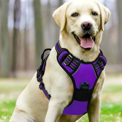 Harnais chien| Coloss™ Sécurité maximale et confort optimal - Chien en balade
