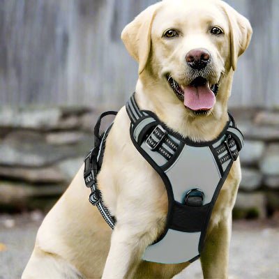 Harnais chien| Coloss™ Sécurité maximale et confort optimal - Chien en balade