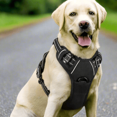 Harnais chien| Coloss™ Sécurité maximale et confort optimal - Chien en balade