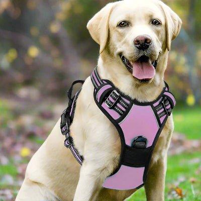 Harnais chien| Coloss™ Sécurité maximale et confort optimal - Chien en balade