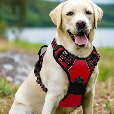 Harnais chien| Coloss™ Sécurité maximale et confort optimal - Chien en balade