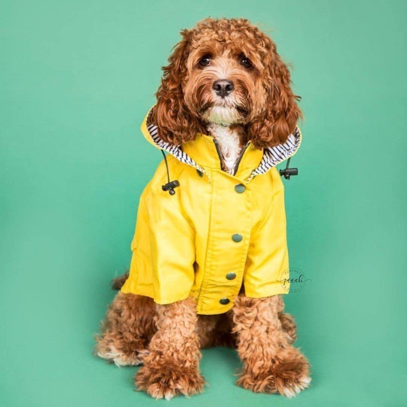 Imperméable classique pour chien™ - Chien en balade