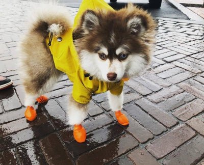 Imperméable classique pour chien™ - Chien en balade