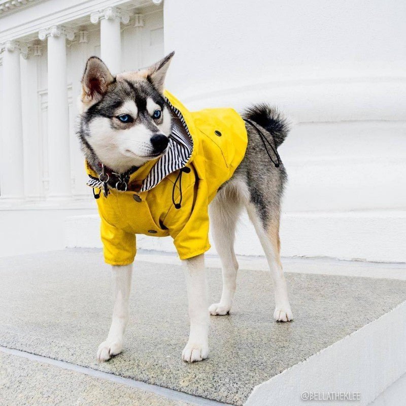 Imperméable classique pour chien™ - Chien en balade