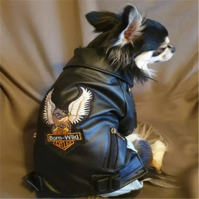 manteau pour chien cuir eagle chihuahua |Chien en balade