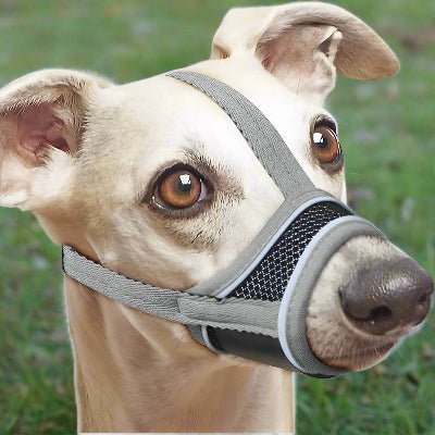 Muselière pour chien| Filo™ Confortable et respirante - Chien en balade