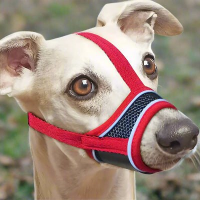 Muselière pour chien| Filo™ Confortable et respirante - Chien en balade