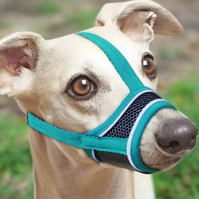 Muselière pour chien| Filo™ Confortable et respirante - Chien en balade