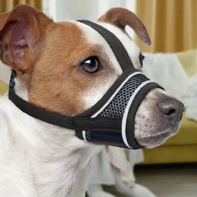 Muselière pour chien| Filo™ Confortable et respirante - Chien en balade