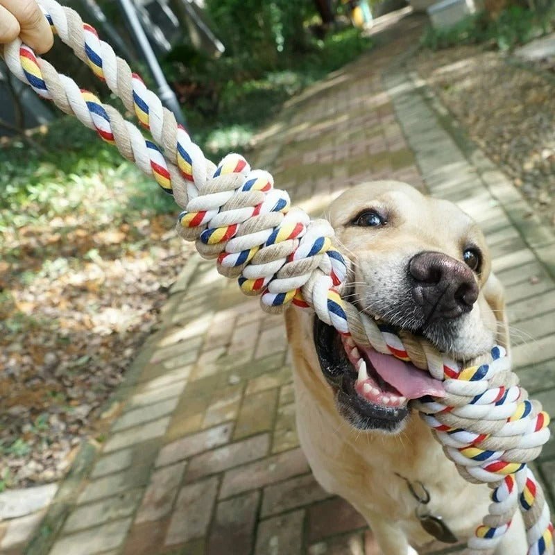 Nœuds à macher pour chien™ - Chien en balade