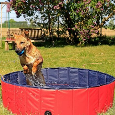 Piscine pour chien| Flac™ - Chien en balade
