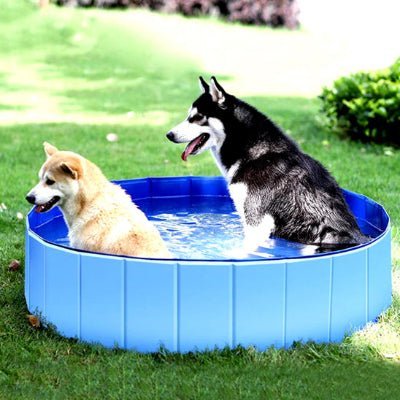 Piscine pour chien| Flac™ - Chien en balade