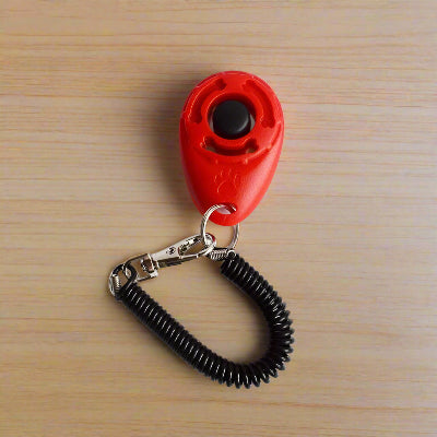 Clicker-entrainement-chien-rouge-chien en balade