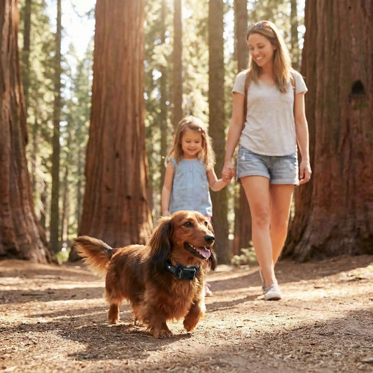Collier anti aboiements -Promenade au parc