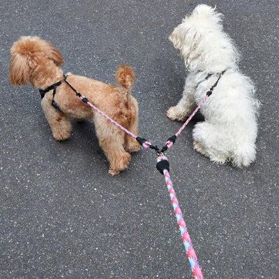 Laisse-double-traction-chien-Chien en balade