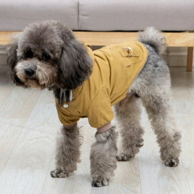 Manteau-capuche-hiver-chien-beige-chien en balade