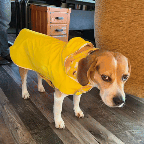 Imperméable chien | NoWet™ Chaud et Élégant