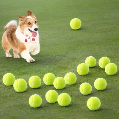 Balles de tennis pour chien™ - Chien en balade