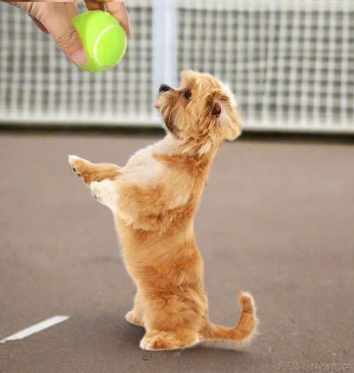 Balles de tennis pour chien™ - Chien en balade