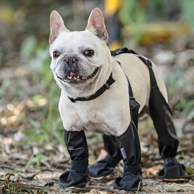 Bottes pour chien | Brettelles Imperméables - Chien en balade