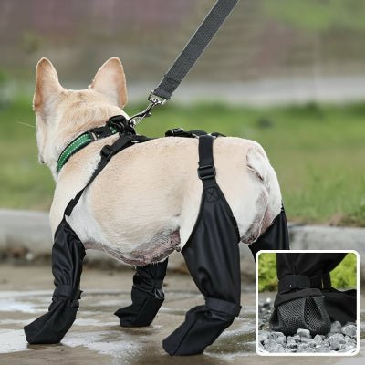 Bottes pour chien | Brettelles Imperméables - Chien en balade