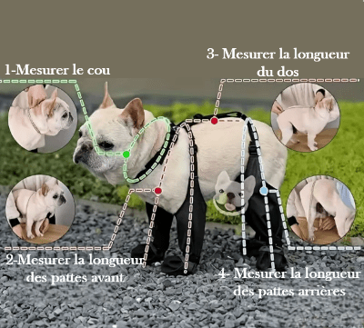 Bottes pour chien | Brettelles Imperméables - Chien en balade