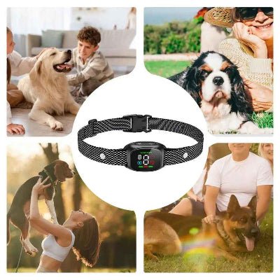 Collier anti aboiement| C.A.A.™ efficace et humain - Chien en balade