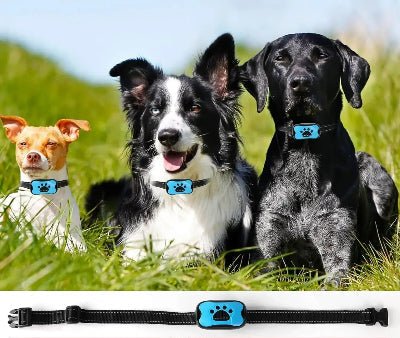 Collier anti aboiement chien | Sonik son et vibrations - Chien en balade