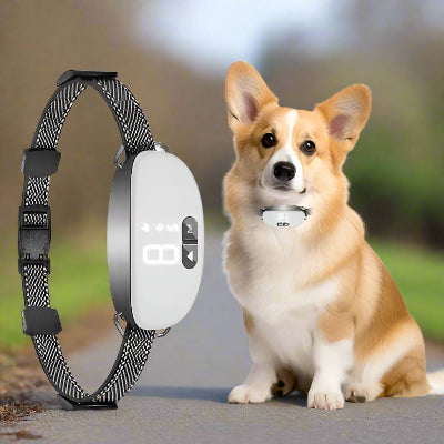 Collier anti  aboiement | Intel -avec chien -Chien en balade