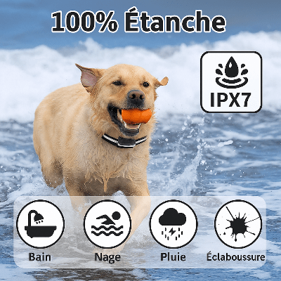 Collier anti aboiement ShockySafe™ | Sans douleur - Chien en balade