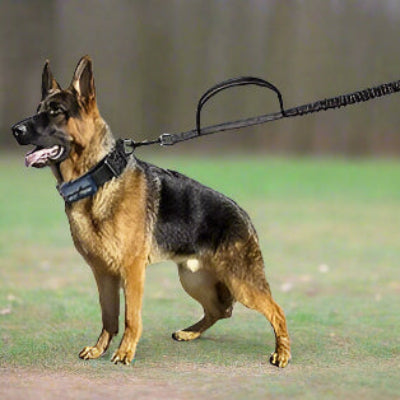 collier-chien-militaire-laisse-poignée-chien en balade