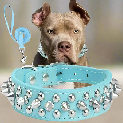 collier cuir chien |duo laisse collier rivets bleu poudre | chien en balade