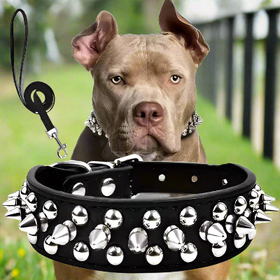 collier cuir chien noir | Duo collier et laisse-rivets Chien en balade